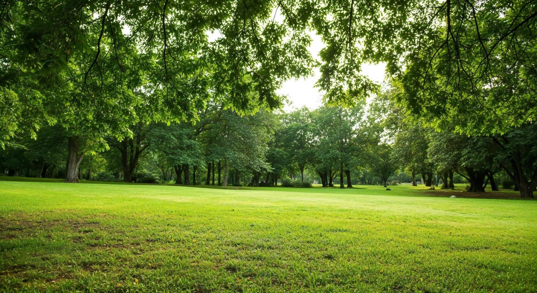 Peaceful scene beneath soft trees with dappled sunlight on grass